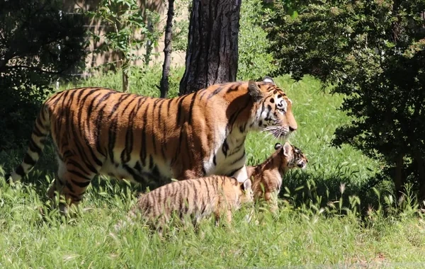 Bakı Zooloji Parkında yeni doğulan pələng balaları ziyarətçilərin marağına SƏBƏB OLDU - VİDEO