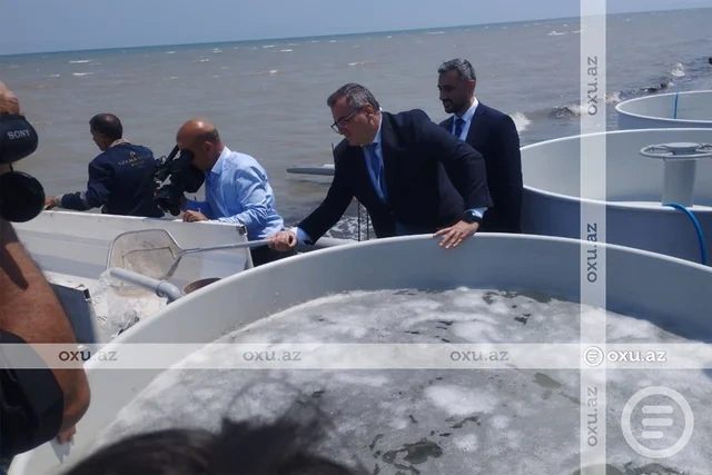 Neftçalada nərə balıqlarının təbiətə buraxılması aksiyası keçirilib - FOTO