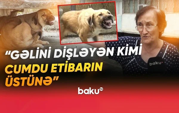 Sakinlərin kabusuna çevrilən küçə itləri dəhşət saçır: 100-dən çox insan xəstəxanalıq olub - VİDEO