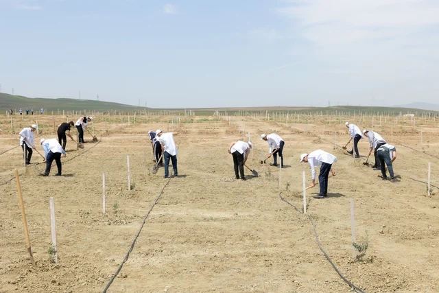 BOKT "International" ASC Ulu Öndərin xatirəsinə həsr edilmiş ağacəkmə aksiyası keçirib - FOTO