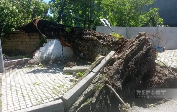 İsmayıllıda güclü külək irigövdəli ağacları aşırıb - FOTO