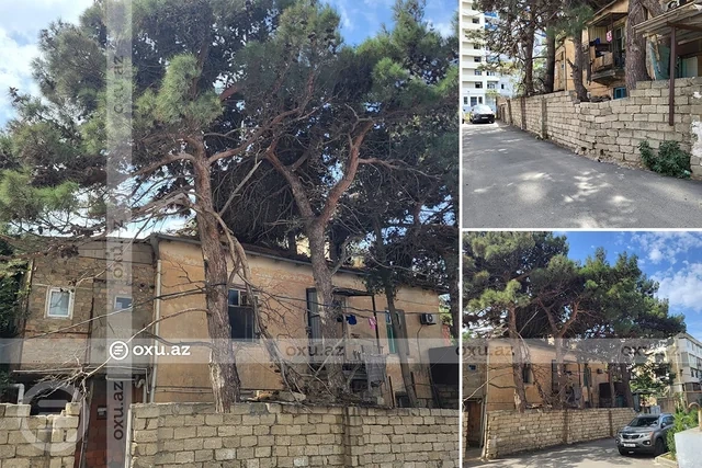 Nizami rayonunda budanmayan ağaclar sakinlərin həyatına təhlükə yaradır - Foto
