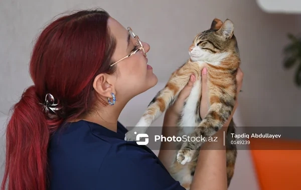 Ev və sahibsiz heyvanların cərrahi və terapevtik bərpası: Baytarlıq klinikasından FOTOREPORTAJ