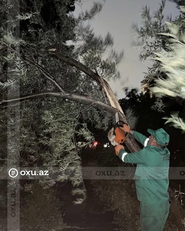 Bakıda güclü külək onlarla ağacı aşırıb - FOTO/VİDEO