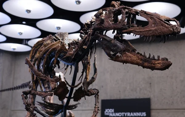 Nyu-Yorkda dinozavr skeleti fantastik qiymətə satıldı