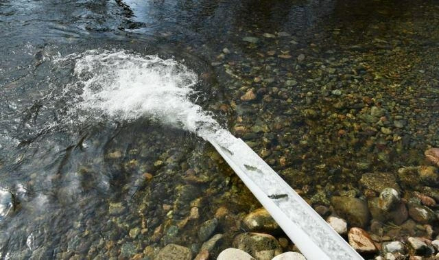 Azərbaycanda yeni balıq növləri tapıldı