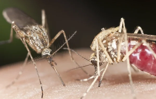Berlində təhlükəli virus yayılmağa başlayıb