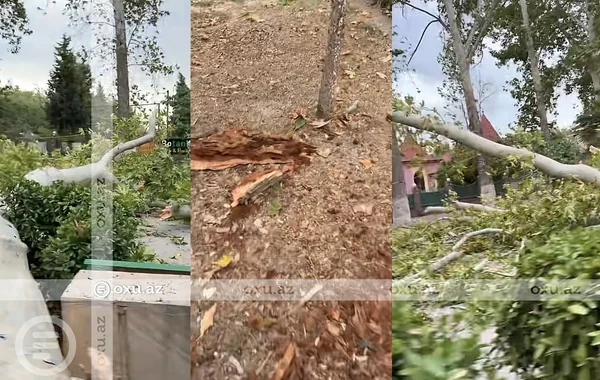 Bölgələrdə güclü külək: Ağaclar qırılaraq yolu bağlayıb - VİDEO