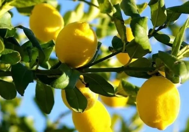 Limon bazarının "turş reallığı": Qazanc var, maraq yoxdur - Foto