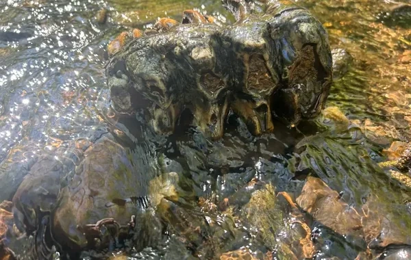 ABŞ-də geoloq təsadüfən 2.5 milyon il əvvəl yaşamış məxluqun nəhəng dişini tapdı - FOTO