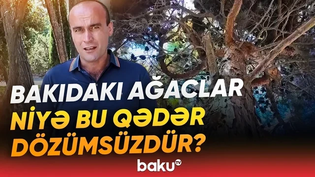 Paytaxtdakı ağaclar niyə küləyə tab gətirmir? - VİDEO