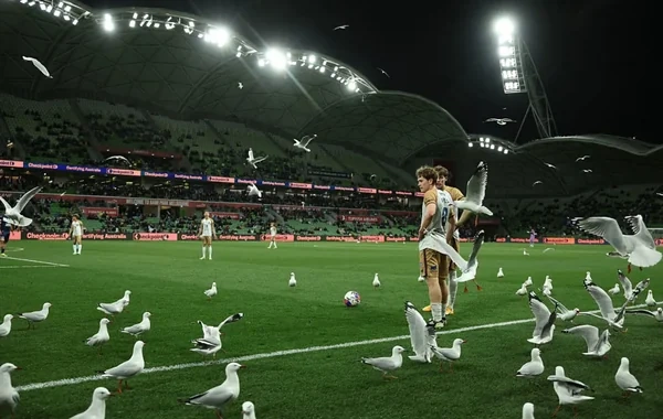 Avstraliyada qağayılar futbol matçı zamanı stadiona "hücum etdilər" - VİDEO