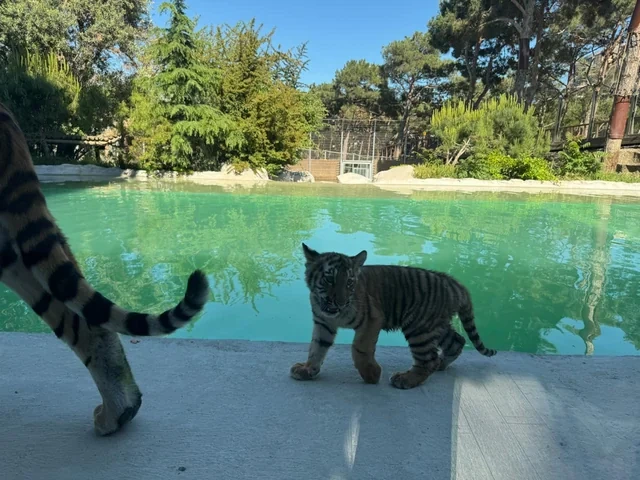 Bakı Zooloji Parkında Amur pələngi balaları dünyaya gəlib - FOTO