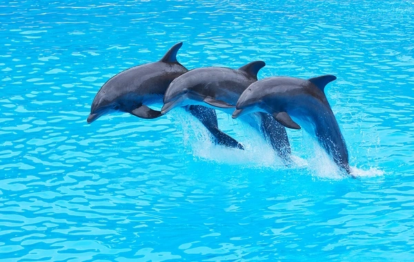Pentaqon delfinlərin təliminə nə qədər pul xərcləyir?