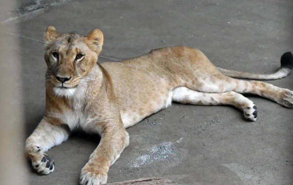 Yaponiyada anomal istilər: Tokio zooparkında üç dişi aslan tələf olub