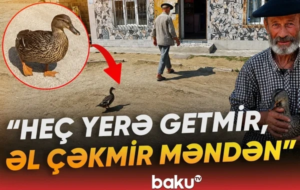 Lənkəranda qeyri-adi ördək: Tənha sahibinin yanından ayrılmır - VİDEO