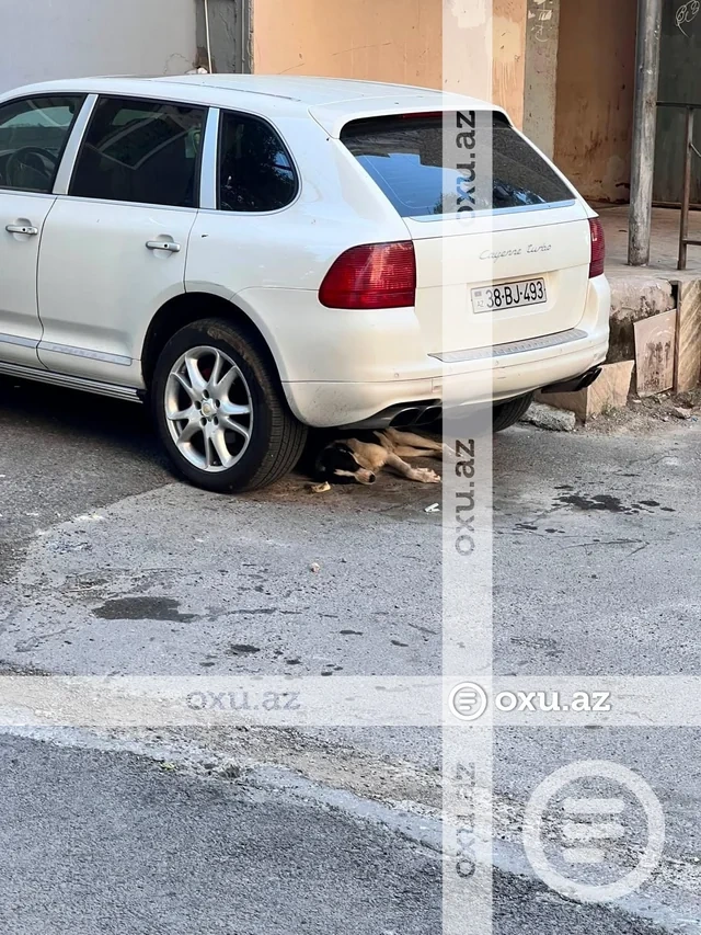 Binəqədi sakinləri sahibsiz itlərdən gileylənirlər: "Binaya rahat girib-çıxa bilmirik" - FOTO