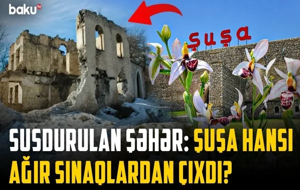 Sərhədlərə sığmayan şəhərin həqiqətləri: Şuşada illərin yarası necə sağaldı? - VİDEO
