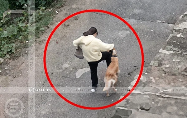 Bakıda it sahibi tərəfindən döyüldü - Video