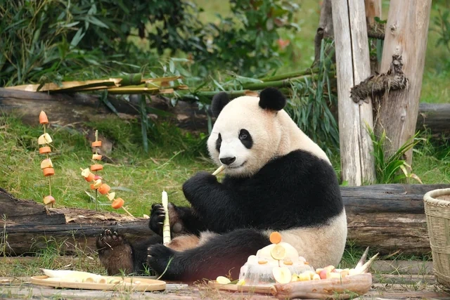 Çin ABŞ-yə iki panda hədiyyə etdi - FOTO/VİDEO