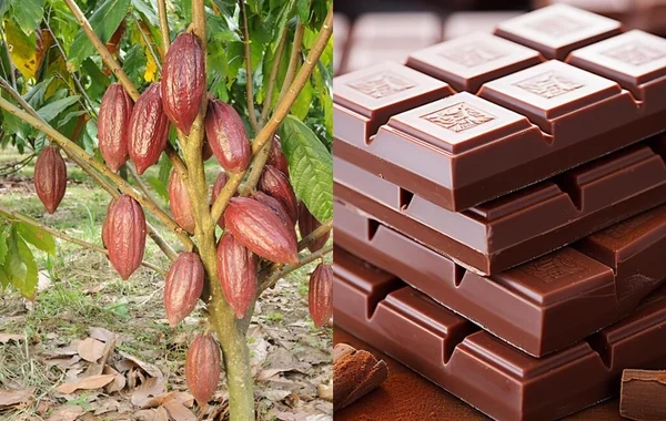 Peruda indiyədək məlum olmayan kakao növləri aşkar edilib
