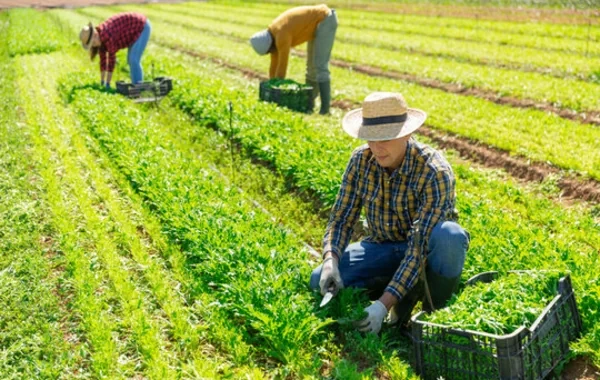 Ağ Evdən maraqlı layihə: Kənd təsərrüfatına dəstək üçün yeni platforma yaradıldı