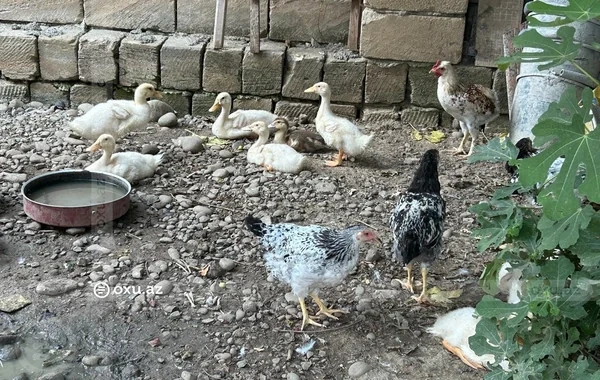 AQTA cənub bölgəsində quş tələfatı ilə bağlı araşdırmaya başladı - FOTO