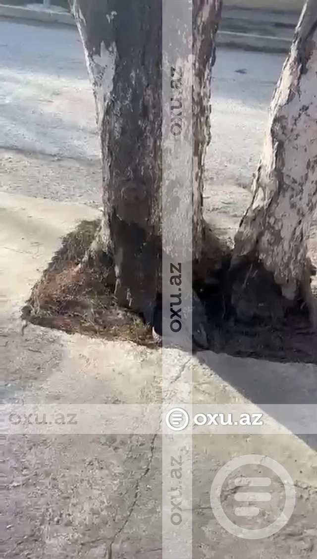 Ceyranbatanda qurumuş ağac MÜBAHİSƏSİ: Sakin təhlükəni aradan qaldırdığını deyir, ETSN isə ziyan hesablayıb