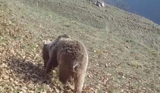 Ayı işıq dirəyinə çıxdı, xilasedicilər gəldi - Video