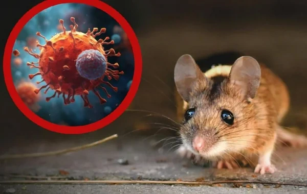 ÜST sakitləşdirməyə çalışır, amma hantavirus narahatlıq yaradır: Azərbaycanlı həkim təhlükəli simptomları açıqladı - VİDEO