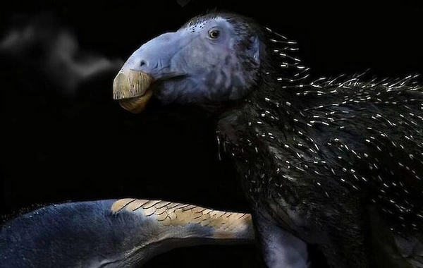 Çində tikanlı dinozavr qalıqları aşkar edilib