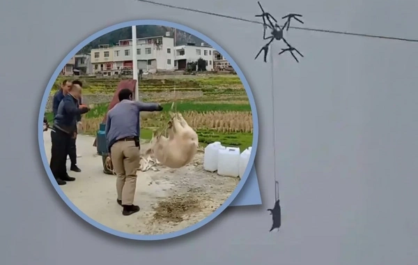 Çində fermer donuzu dronla daşımağa çalışarkən bütün kəndi işıqsız qoydu