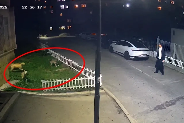 Bakıda küçə itləri sakinlərə hücum çəkdi - Video
