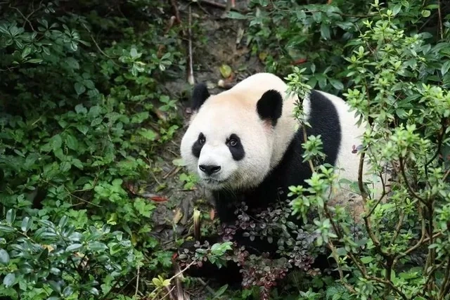 Çin ABŞ-yə iki panda hədiyyə etdi - FOTO/VİDEO