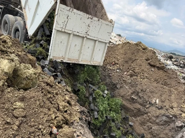 İdxal olunan nektarin tingində gavalının cibcibə virusu aşkarlanıb - FOTO
