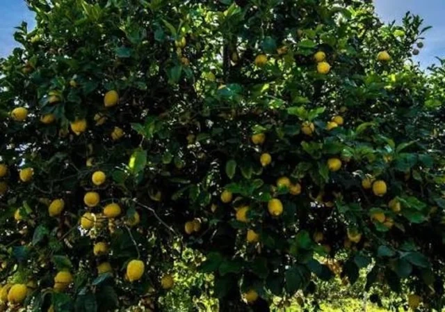 Limon bazarının "turş reallığı": Qazanc var, maraq yoxdur - Foto