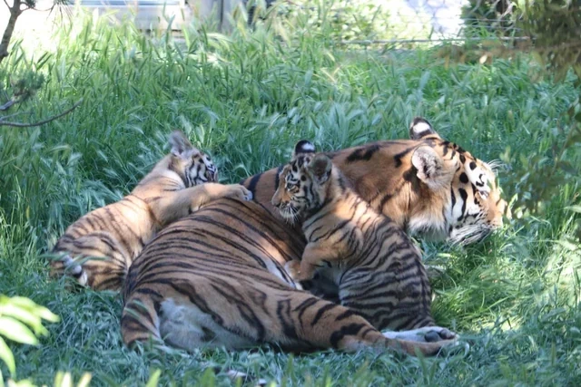 Bakı Zooloji Parkında Amur pələngi balaları dünyaya gəlib - FOTO