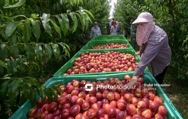 100 hektar yeni bağ, minlərlə ton məhsul: Şimal regionun aqrar potensialı artır - FOTO - VİDEO