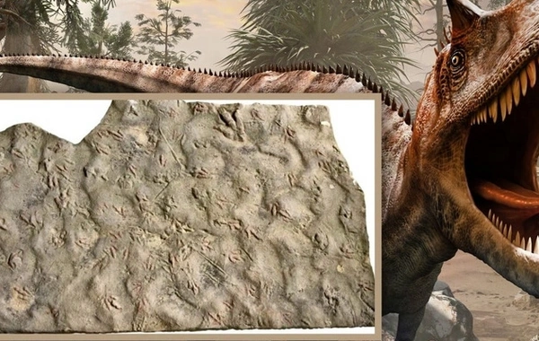 Çində 200 milyon illik dinozavr izləri aşkarlandı