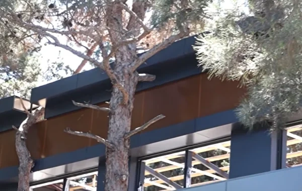 Sabunçuda park ərazisində ağaclar kəsilib? – Araşdırmanın nəticəsi məlum oldu - VİDEO