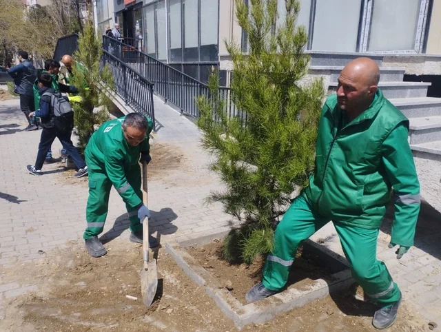 Nərimanov rayonunda qurumuş ağacların yerinə yeniləri əkilib - FOTO