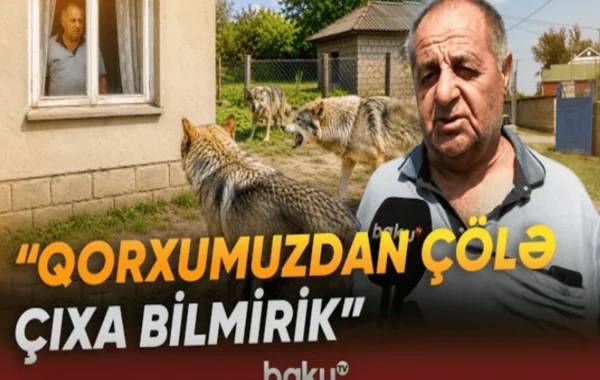 Bərdədə canavarların kəndə hücumları ciddi təşviş yaradıb - VİDEO
