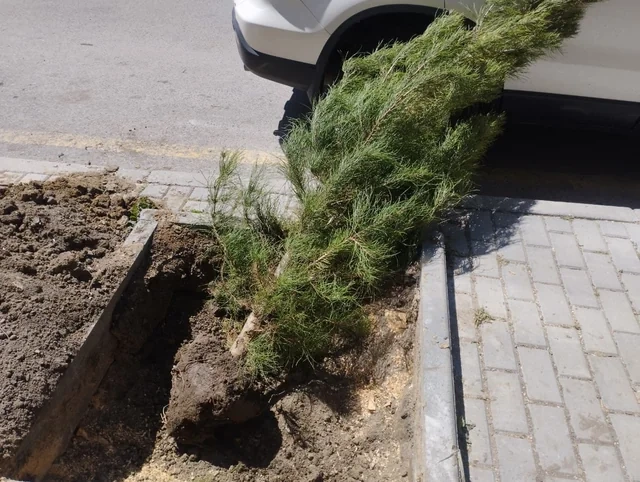 Nərimanov rayonunda qurumuş ağacların yerinə yeniləri əkilib - FOTO
