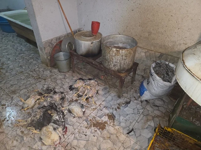 Xızıda antisanitar şəraitdə quş kəsimi və satışı edildiyi aşkarlanıb - FOTO - VİDEO