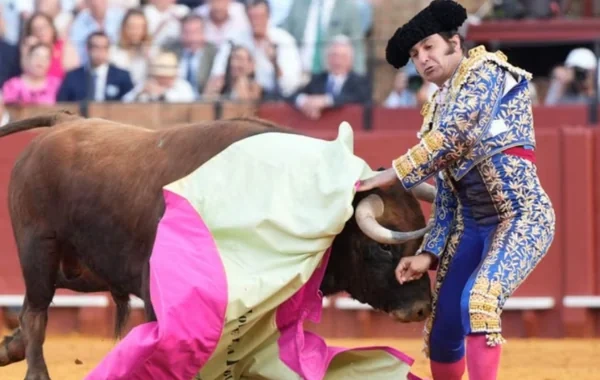 İspaniyada qanlı korrida: Məşhur toreador ağır yaralandı