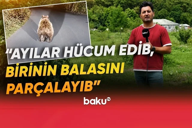 Qubada ayı təhlükəsi: Sakinlər qorxu içində qalıblar - VİDEO