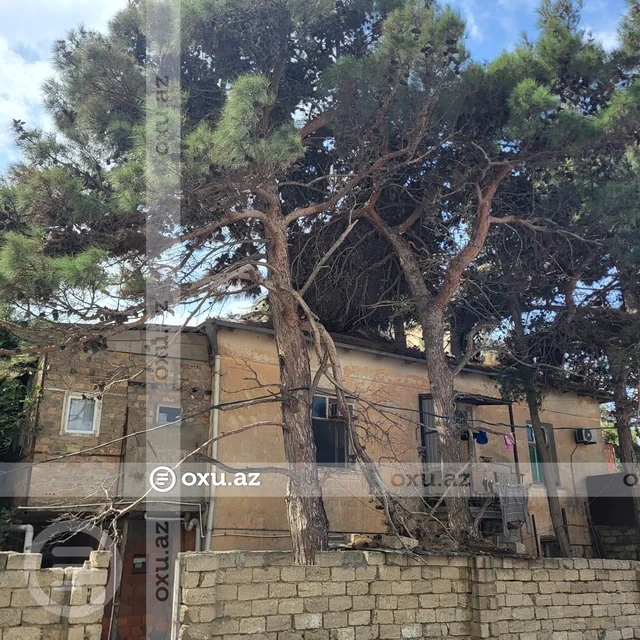 Nizami rayonunda budanmayan ağaclar sakinlərin həyatına təhlükə yaradır - Foto