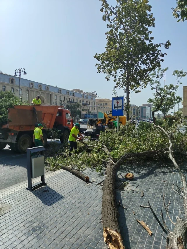 Bakıda güclü külək səbəbindən AĞACLAR AŞIB - FOTO