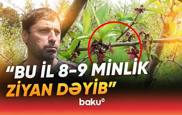 Qeyri-sabit hava fermerləri çətin vəziyyətə saldı: Meyvə BAHALAŞACAQ? - VİDEO