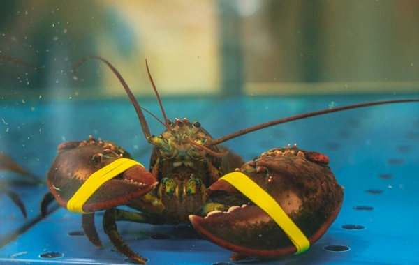 Britaniyadan lobsterlərin və xərçənglərin diri-diri qaynar suda bişirilməsi ilə bağlı qərar